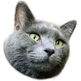 涼