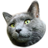 涼