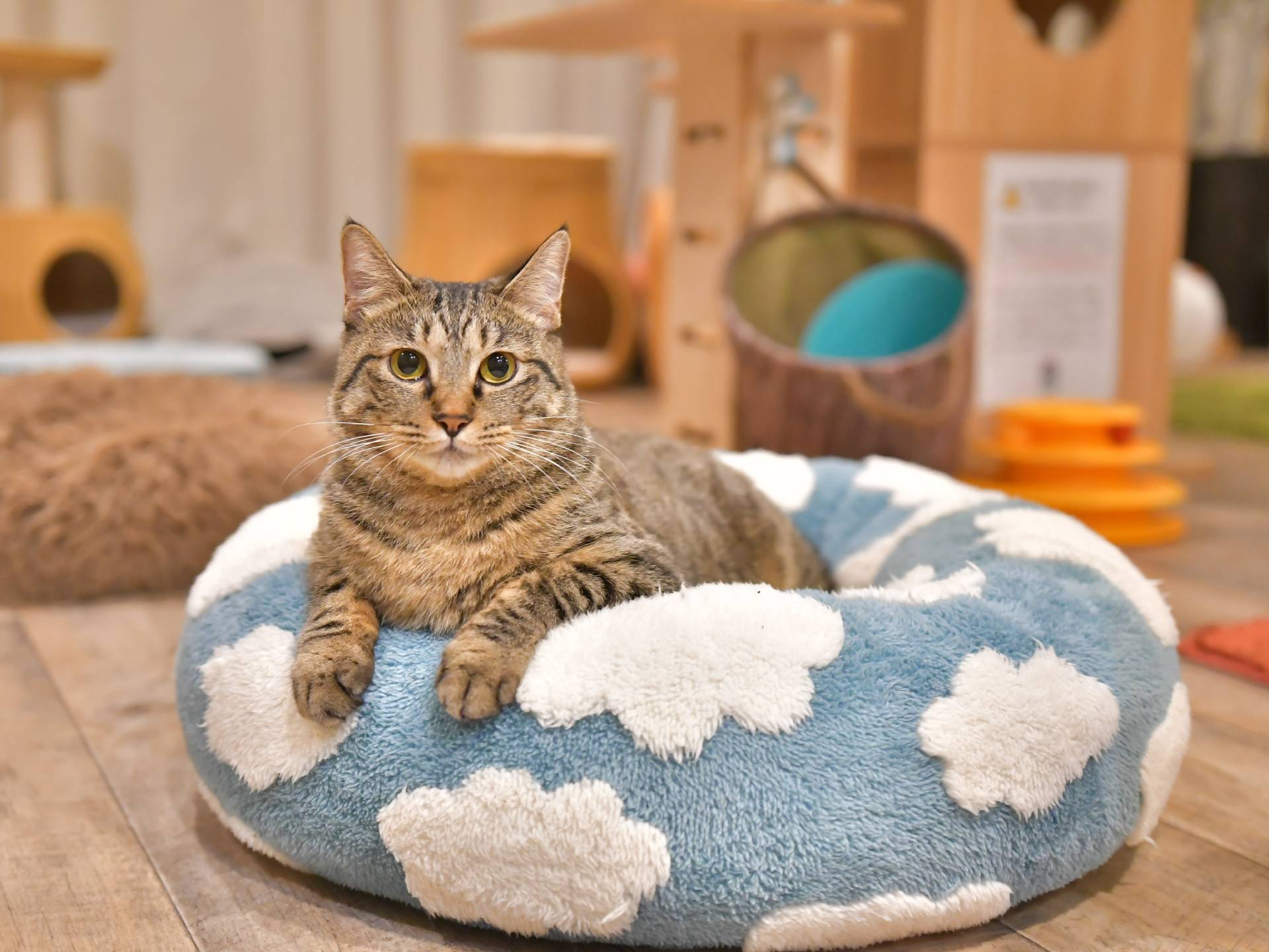 チョイ | 保護猫カフェ駒猫
