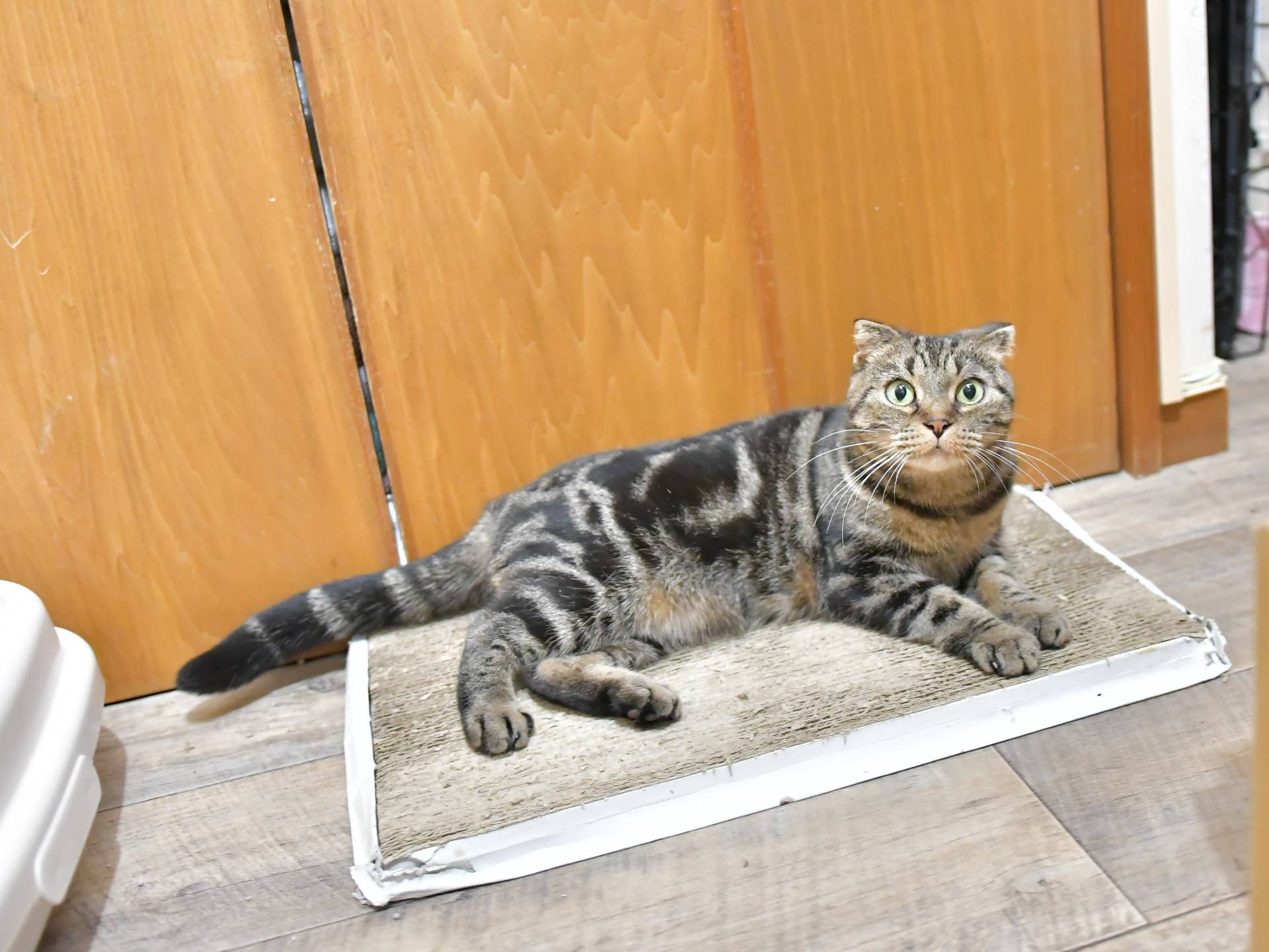 チョイ | 保護猫カフェ駒猫