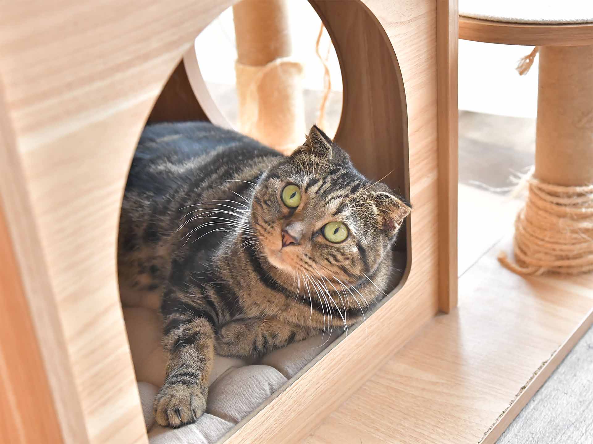 チョイ | 保護猫カフェ駒猫