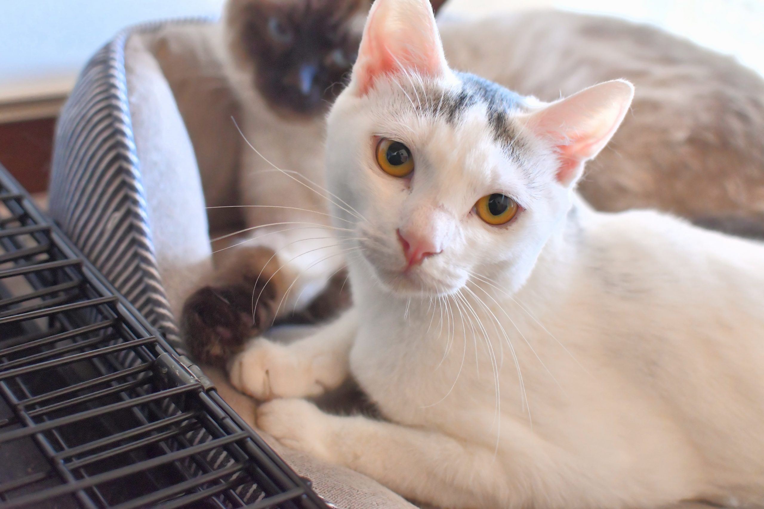 ナポ | 保護猫カフェ駒猫